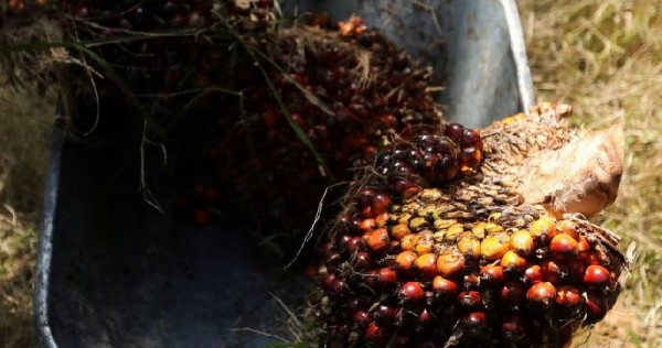 马来西亚抨击“不公正”的欧盟森林砍伐法阻止棕榈油，马来西亚新闻