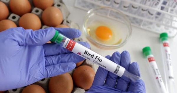 Chile detecta primer caso humano de gripe aviar