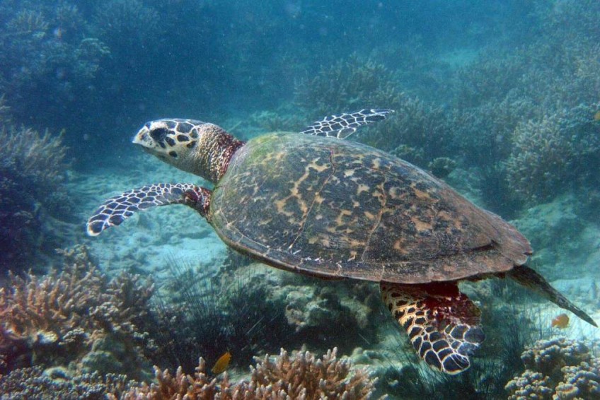 Move to save Singapore's endangered sea turtles