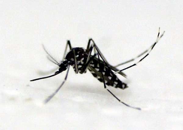 Philippines warns about rise of dengue cases 