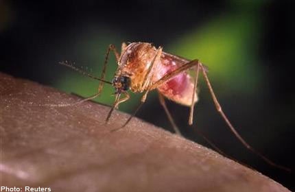 US West Nile deaths, infections rise at slower pace