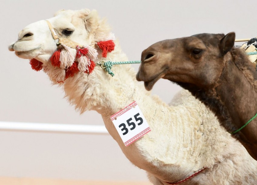 Camels left pouting as Saudis ban botox at beauty pageant 