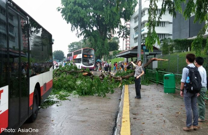 Big tree branch falls on top of bus