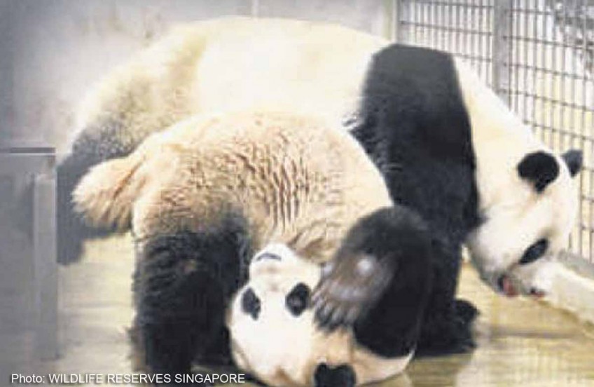 Helping S'pore's panda couple become parents