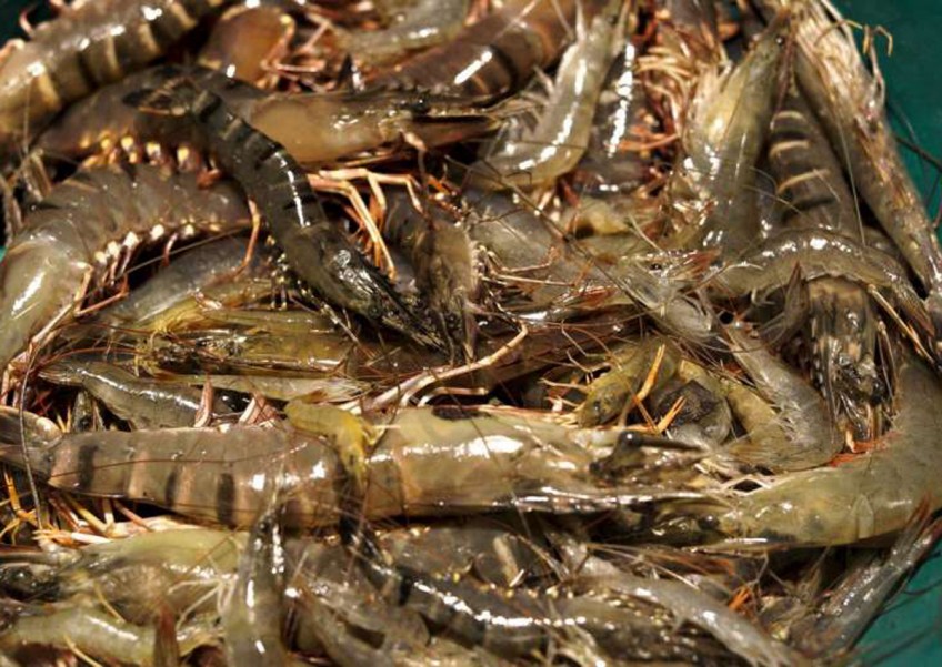 No traces of banned antibiotics in shrimps and prawns from Malaysia in Singapore: AVA