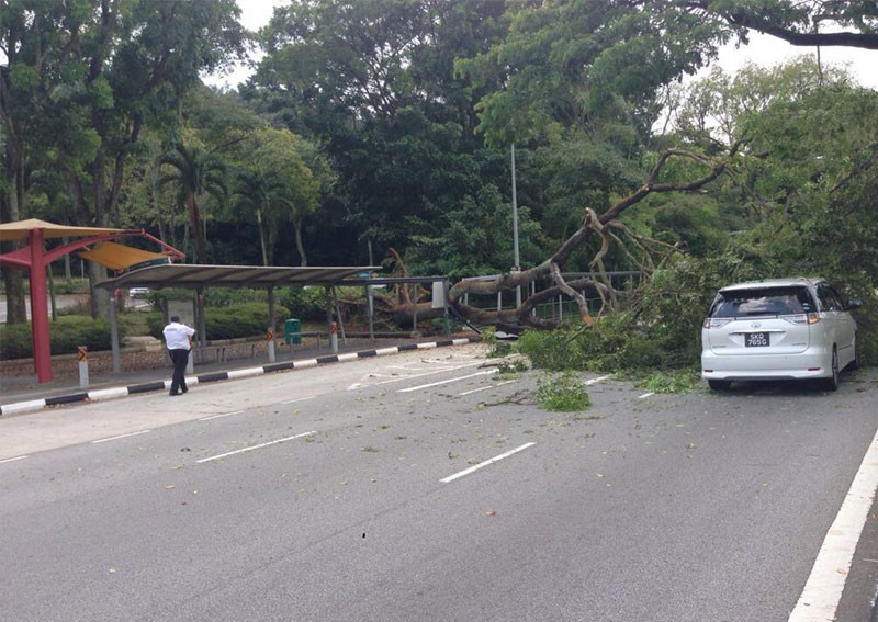 Tree falls across road near Singapore Discovery Centre