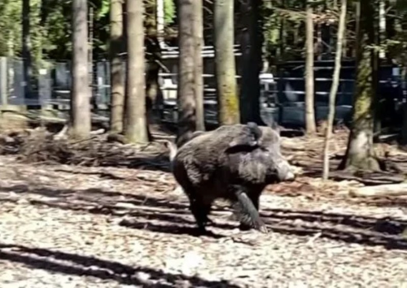 German wildlife park renames Putin the pig
