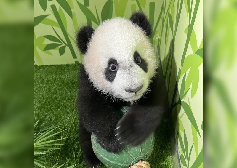 Singapore-born panda cub Le Le figures out how to climb trees, internet goes wild