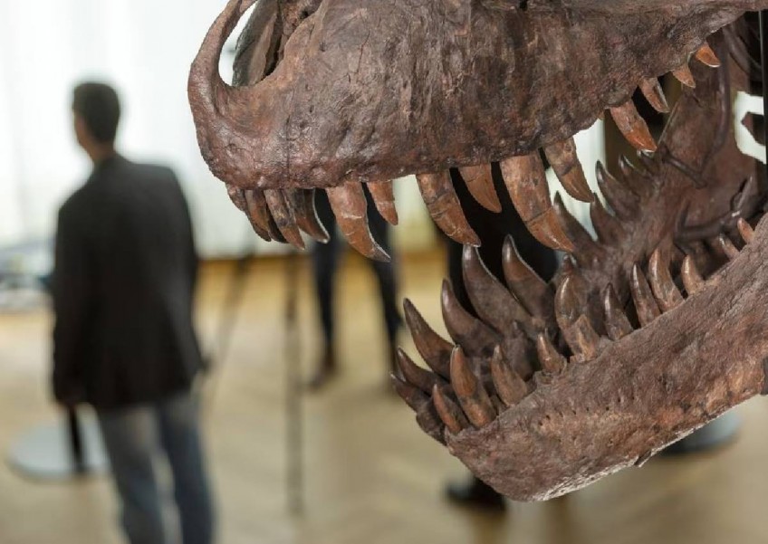 T-Rex skeleton sells for more than $8m at Swiss auction