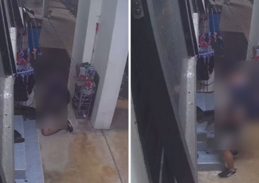 Boy who allegedly committed obscene act on cat at Bukit Panjang arrested