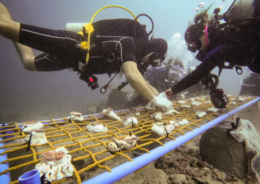 Divers in the Philippines create nurseries for rescued coral