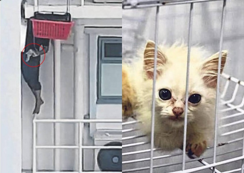 Punggol residents, including man who climbs out window, join forces to rescue trapped cat 