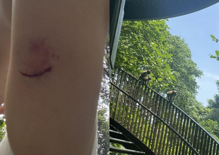 'Be careful': Hiker raises alarm after monkey attack at Chestnut Nature Park, says it even snatched her bag