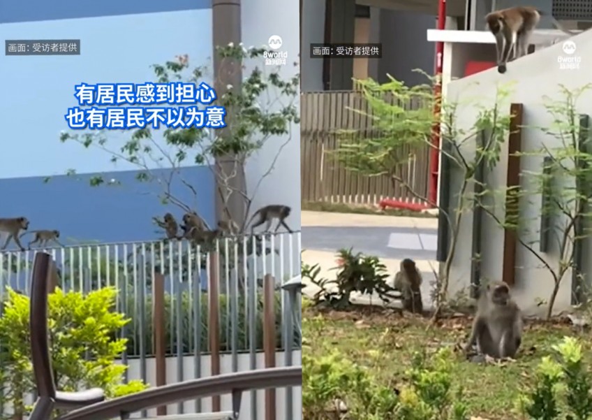 Punggol East residents fear monkeys would attack kids, steal food after their reappearance in neighbourhood