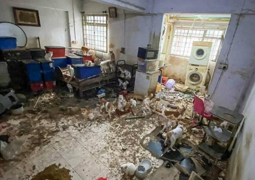 Man who left 43 cats with no food, water in empty flat gets 20 days jail
