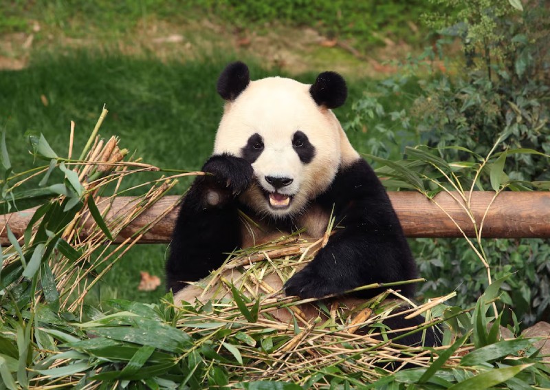 South Koreans bid tearful farewell to beloved panda Fu Bao