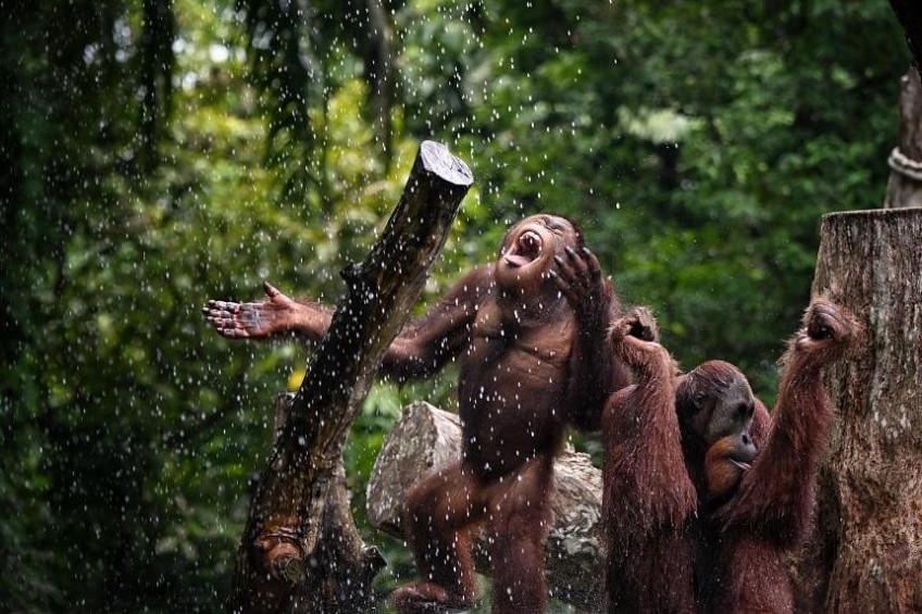 Fans, showers, icy treats: Singapore Zoo helps animals beat the heat