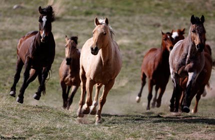  US horse association will be ordered to allow clones on registry  