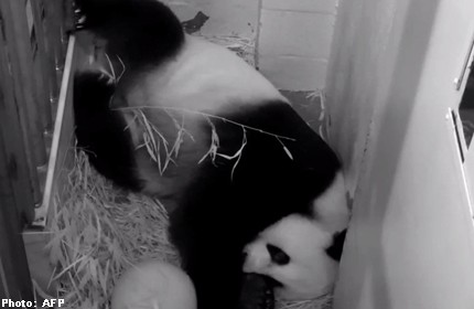Baby panda is born at US zoo, but who's the daddy?