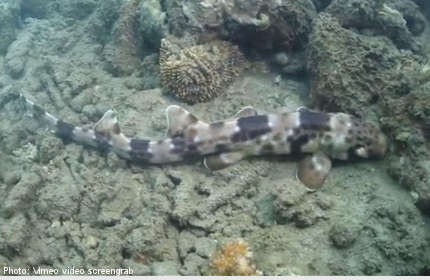 'Walking' shark discovered in Indonesia