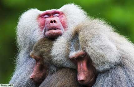 Baboons mysteriously traumatised at Dutch zoo