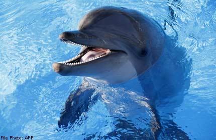 Dolphins remember friends' whistles for decades: Study