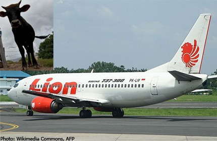 Lion Air plane skids off runway after hitting cow
