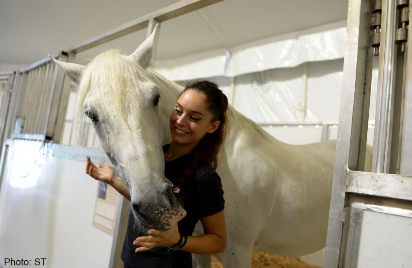 VIP treatment for Cavalia horses