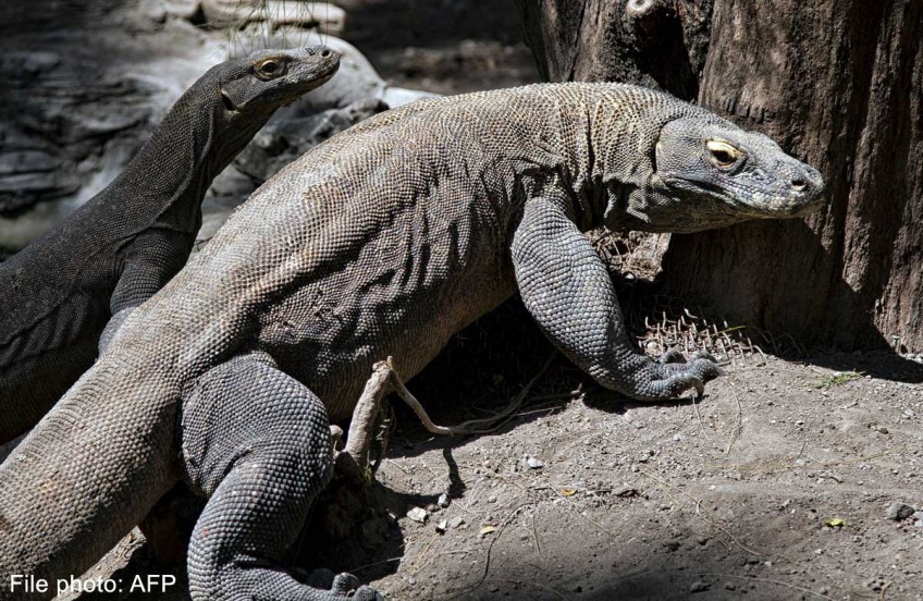 New Komodo dragon death at Indonesia's 'death zoo'