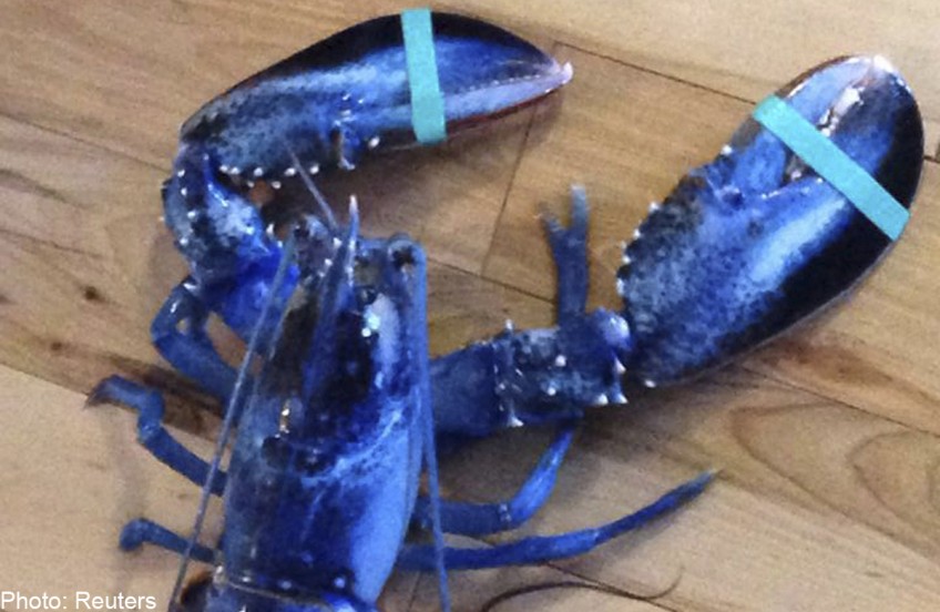 Rare blue lobster from out of the blue