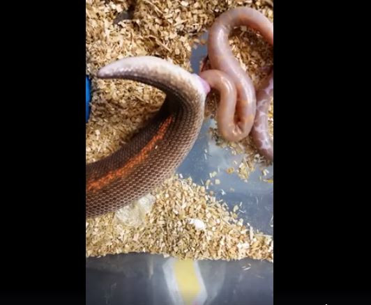 Video of snake giving birth has internet confused