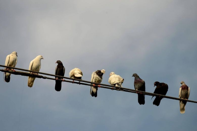 China pigeon racers cause flap after using bullet train to cheat