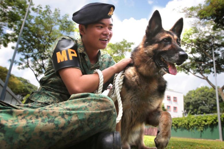 Public can now adopt and rehome retired sniffer dogs in HDB flats