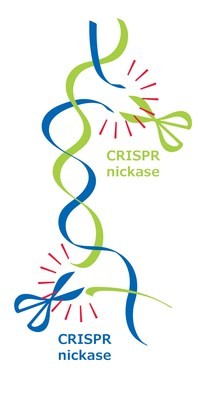 Merck Awarded Australian CRISPR Nickase Patent for Foundational Genome-Editing Technology