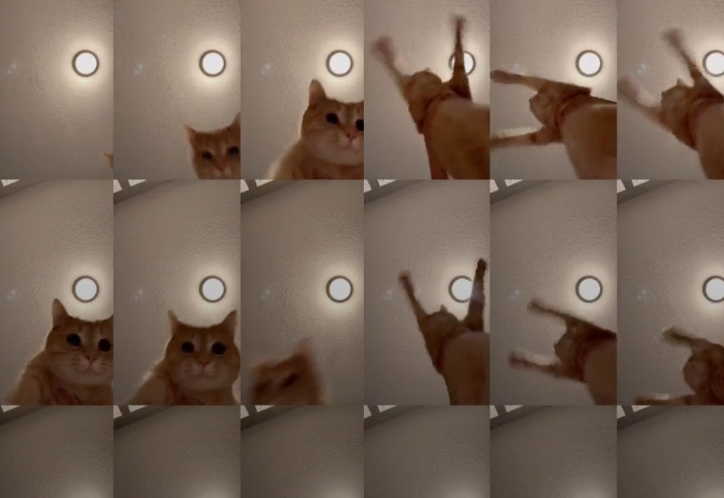 This TikTok clip of a twirling cat is the purest thing on the internet right now