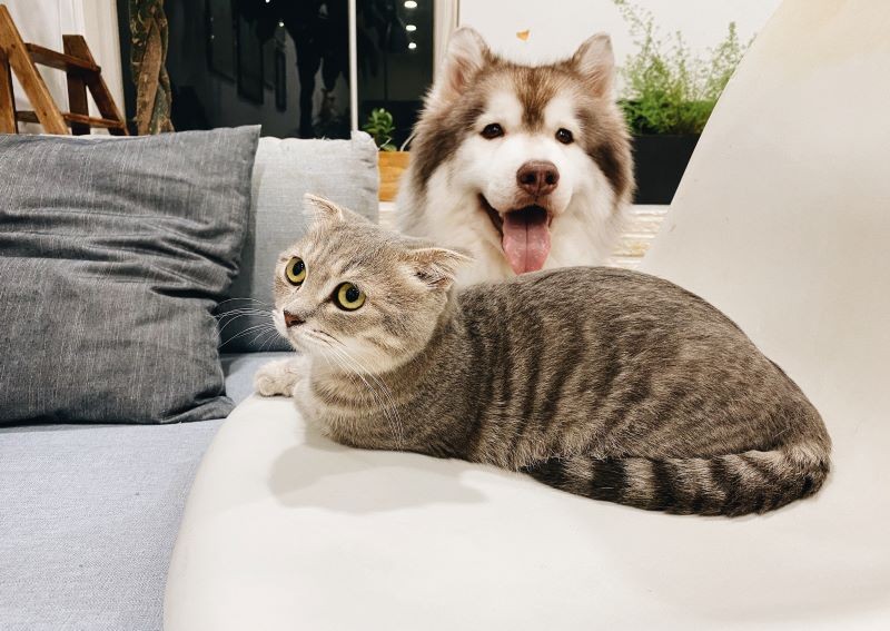 Online pet shops & stores in Singapore: Where to buy food, treats, and toys for your furry friend