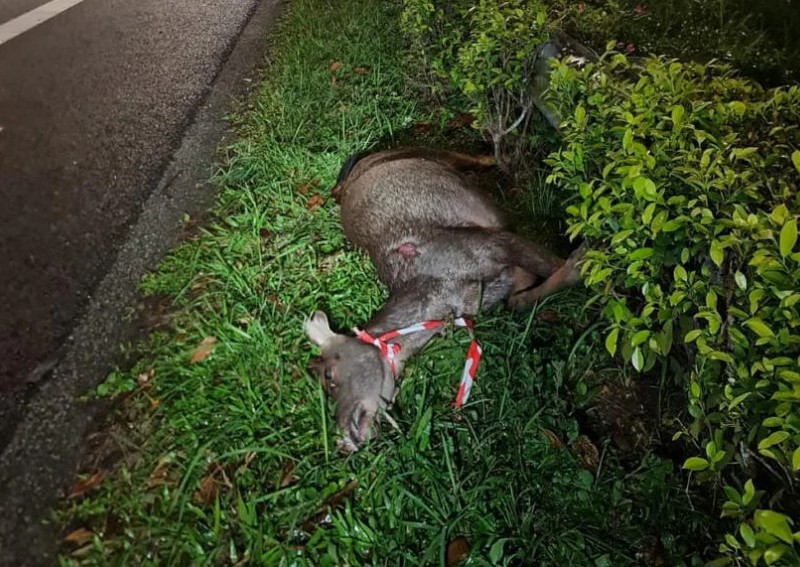 Rare sambar deer killed in accident on BKE; no more than 20 left in Singapore