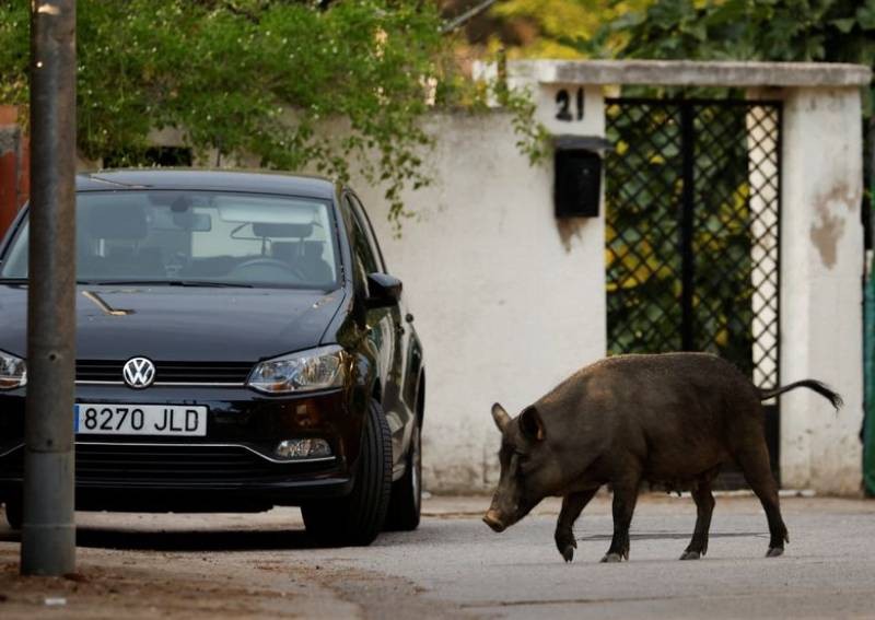 'They roam about like cats': Spanish cities try to halt wild boar invasions