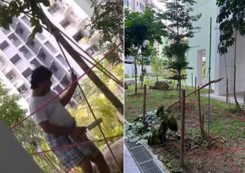 Man 'seen chopping a tree' at new Tampines BTO estate wanted by town council