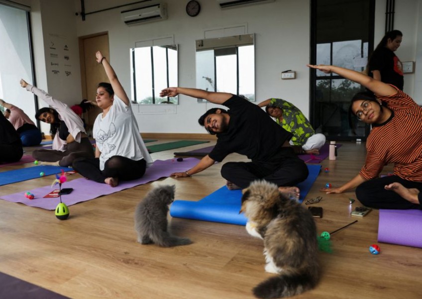 Yoga enthusiasts master the cat pose at kitten yoga session