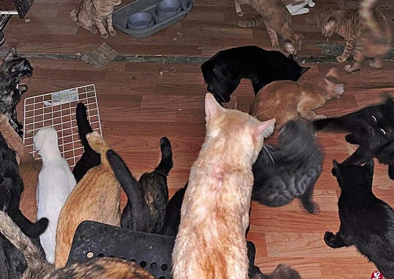 Neighbours raise a stink over woman rearing 40 cats in her Ang Mo Kio flat 