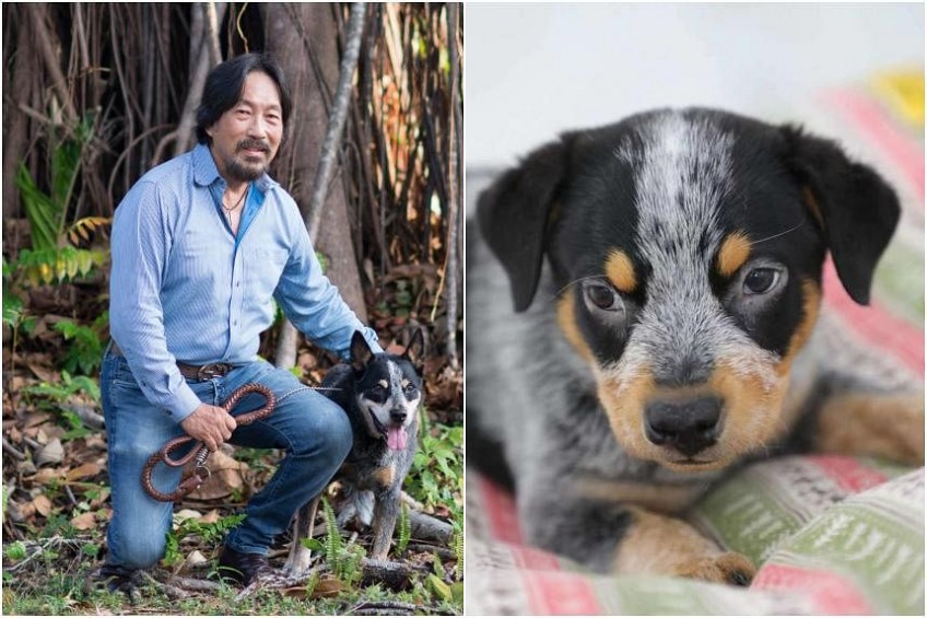 I just wanted to see him again, says vet who cloned his beloved dog