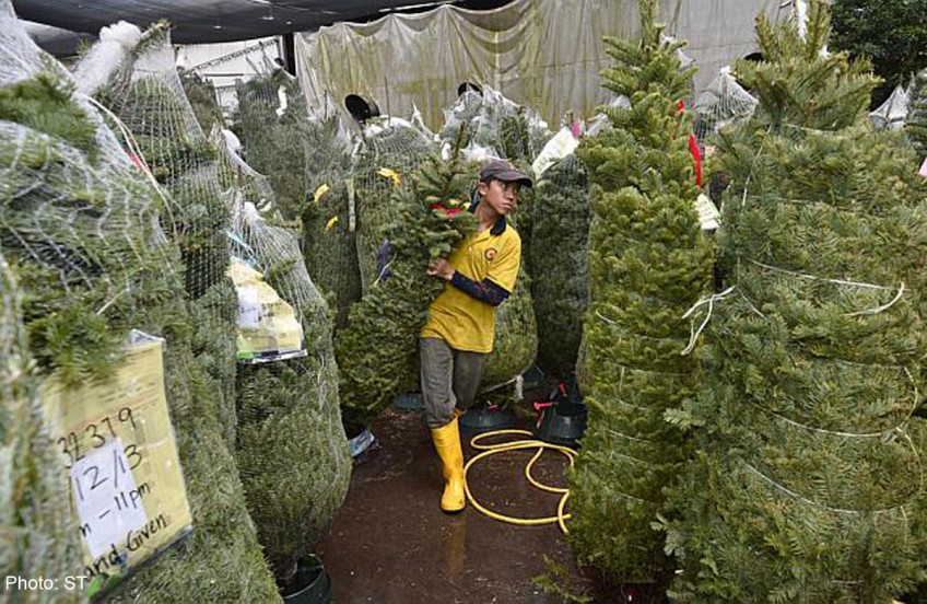 Live Christmas trees a hit