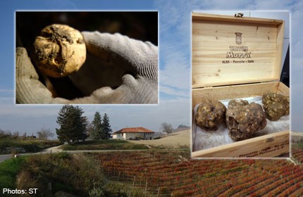 On the truffle trail