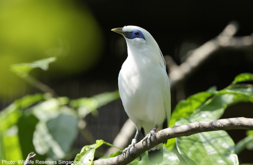 Critically endangered Bali Mynahs find new home in Jurong Bird Park
