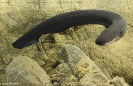Shocking news: Electric eels exert remote control over prey