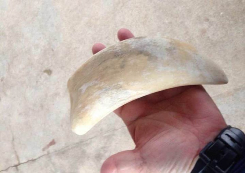 Sperm whale tooth found in Singapore