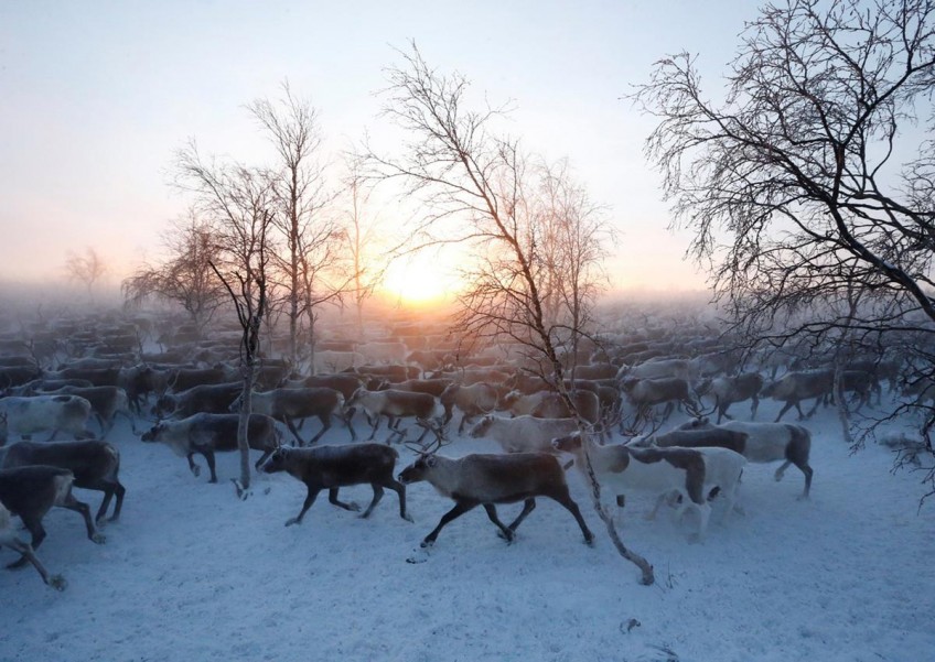 2,000km north of Moscow is an Arctic town which rears reindeer 