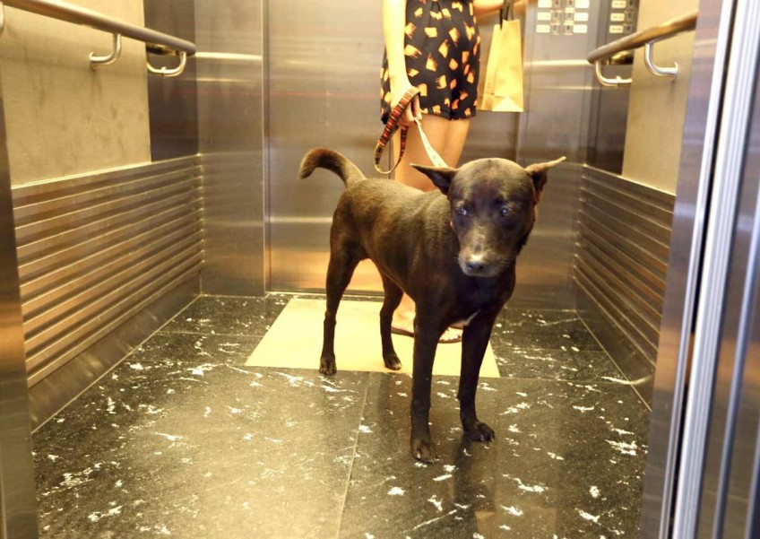 Uproar over dogs and lifts at Killiney condo