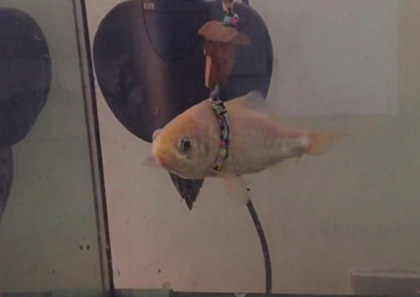 Ageing goldfish given new lease of life with a 'life jacket'